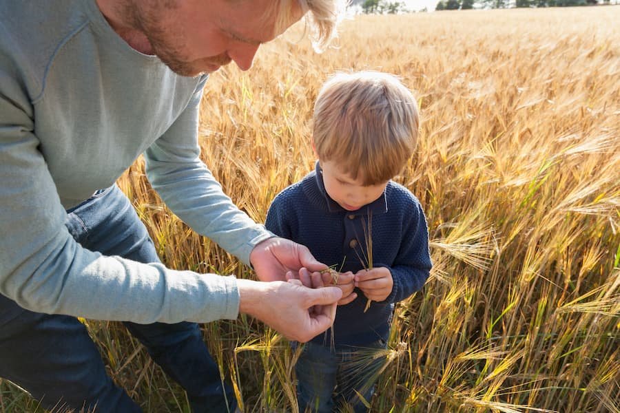 Pai e filho no campo de trigo examinando trigo em Lohja na Finlândia | Dia do Trigo